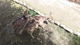 The deer family