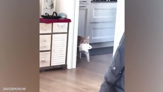 New Funny Animals, Best Funny Dogs and Cats Videos Of The Week