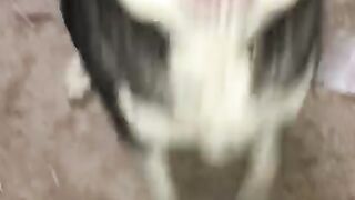 Do not hurt animals