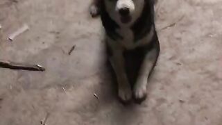 Hurting animals is not good