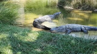 Crocodile