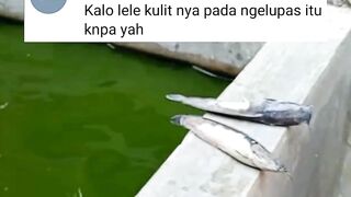 ikan lele mati KULITNYA TERKELUPAS apa penyebabnya❓