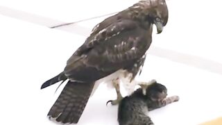 This eagle hunted a cat on the street