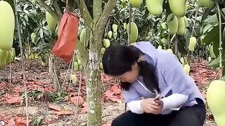 Mango garden