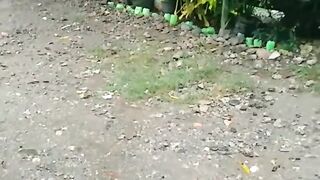Rain * music * sounds