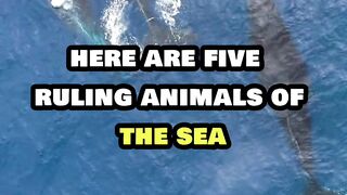 RULING ANIMALS OF THE SEA