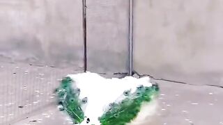 Beautiful Peacock
