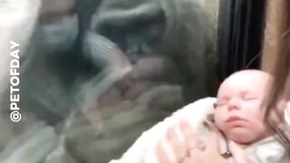 Gorilla shows human her baby