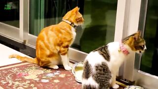 Chats Et Chatons Drôles Miauler. Compilation [HD]