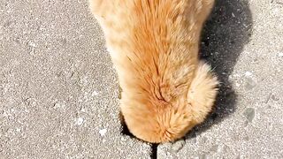 cat lover