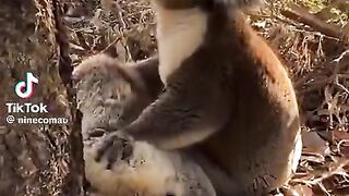 Koala hugging a deceased comrade