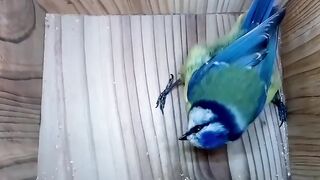 Bird Box live Tim lapse
