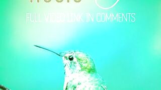 The Relaxing music and Bird Picture