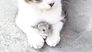 Tom and jerry in real life
