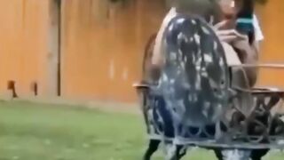 Funny Rooster ????????#shortvideo #vairal