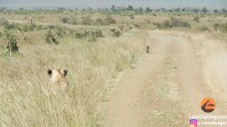 WARTHOG+WALKS+RIGHT+INTO+2+LIONS-