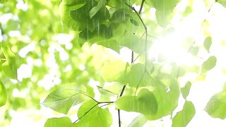 Romantic Rain