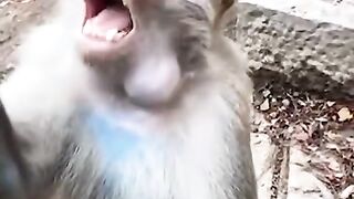 Monkey eating stoor