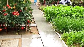 Planting Flowers and Trees