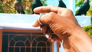 My loving bird Black Mukhi