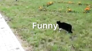Funny