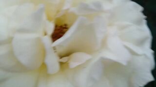White rose is favorite of all friends