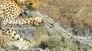 Cocodrilo vs jaguar