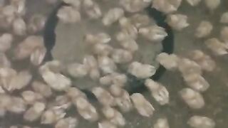 Feed of the animals