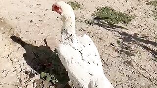 Rooster ll bantam