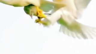Subhanallah
