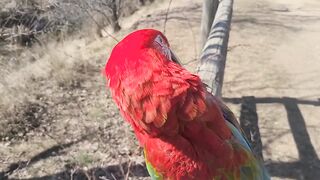 animal video