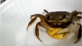 pet crab eating chips