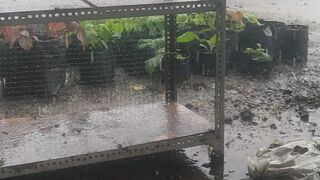 Rains