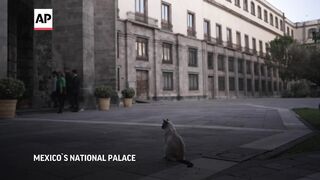 Palace cats in Mexico to get food and care forever in new declaration.