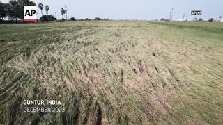 Farmers in India are hit hard by extreme weather.