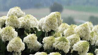 Rainy Flowers