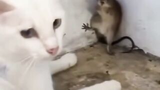 বাংলা ফানি ভিডিও