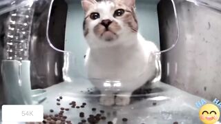 Cat - .Mr.big eyes came to see what and how
