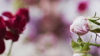"Nature's Floral Symphony: A Visual Journey Through Blooms"