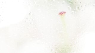 "Blossom Bliss: A Journey into Nature's Floral Wonderland"