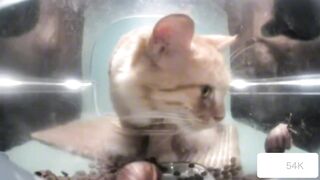 Mr.Cat vs. Mr.Snail
