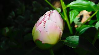 "Floral Reverie: Nature's Blossoming Symphony"