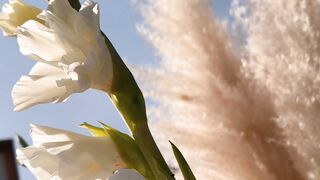 "Floral Symphony: Nature's Vibrant Masterpieces"