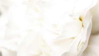 "Botanical Beauty: Exploring Nature's Floral Splendor"