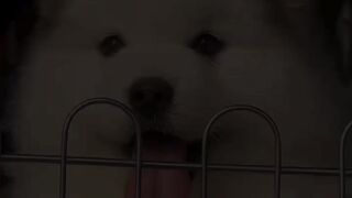 Cute doggy ☺ moment #viral#febspot
