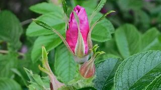 "Flower Odyssey: Exploring Nature's Blossoming Treasures"