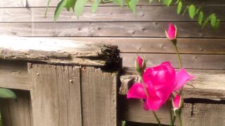 "Blooming Beauty: Nature's Colorful Canvas"