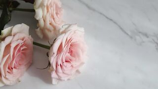 "Floral Symphony: Exploring Nature's Vibrant Palette"
