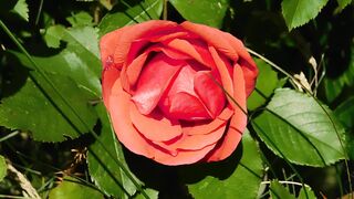 "Floral Delights: Nature's Colorful Symphony"