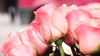 "Blossom Bonanza: Nature's Vibrant Tapestry"